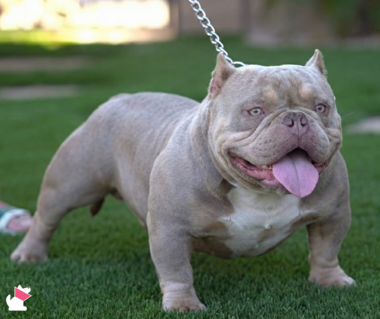 szaleństwo na punkcie micro i exotic bully