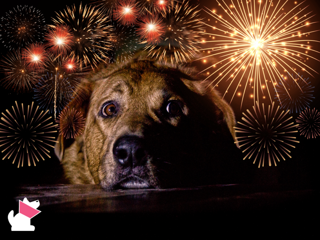 Jak w ostatniej chwili uspokoić psa w sylwestra