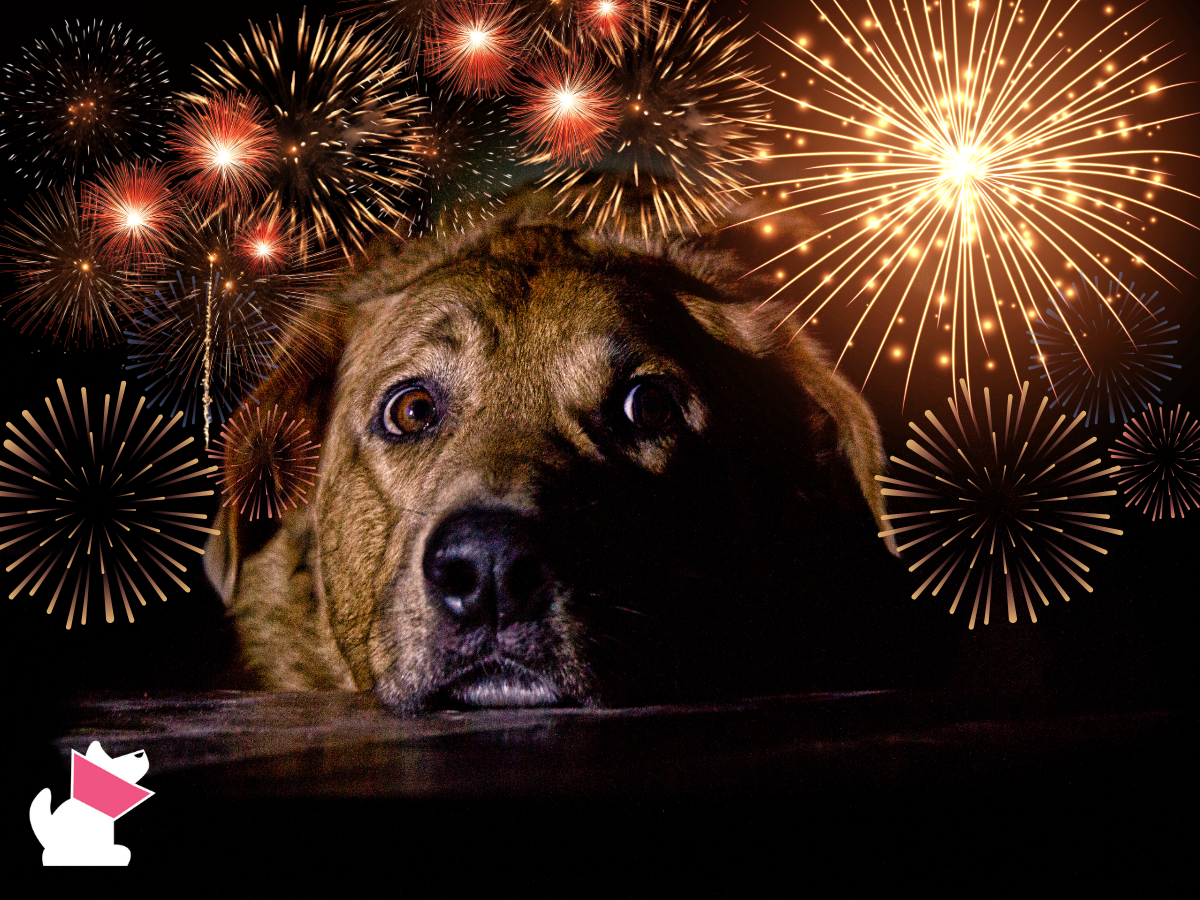 Jak w ostatniej chwili uspokoić psa w sylwestra