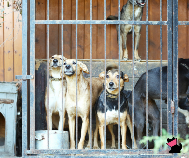 Koszmar 160 psów w schronisku w sobolewie i fikcja nadzoru