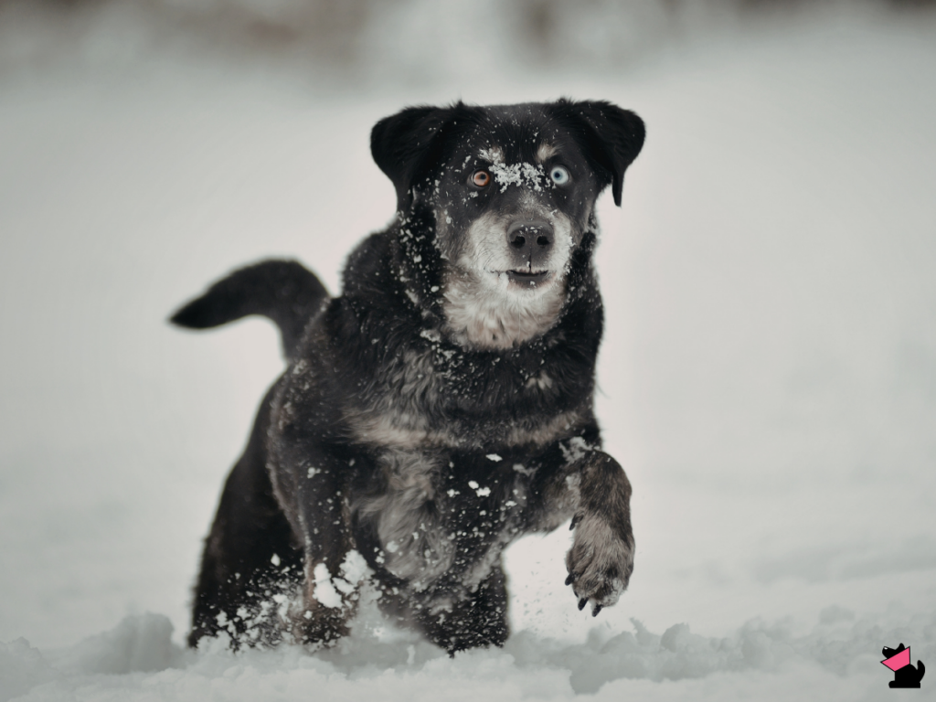 6 zagrożeń dla zdrowia psa i kota zimą