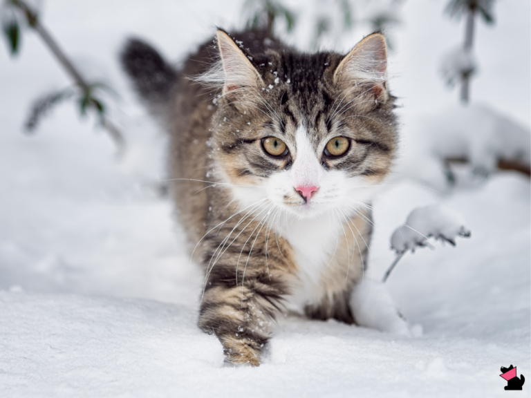 6 zagrożeń dla zdrowia psa i kota zimą