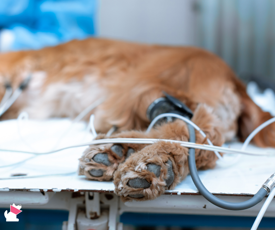 Straciła psa, dostała pozew. Jak kliniki uciszają klientów?