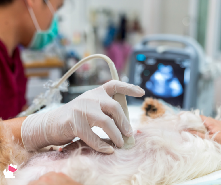 Straciła psa, dostała pozew. Jak kliniki uciszają klientów?