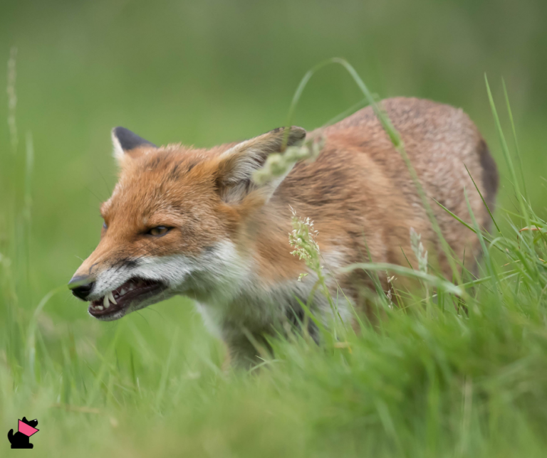 ogniska wścieklizny w polsce 2025 oficjalne protokoły piw