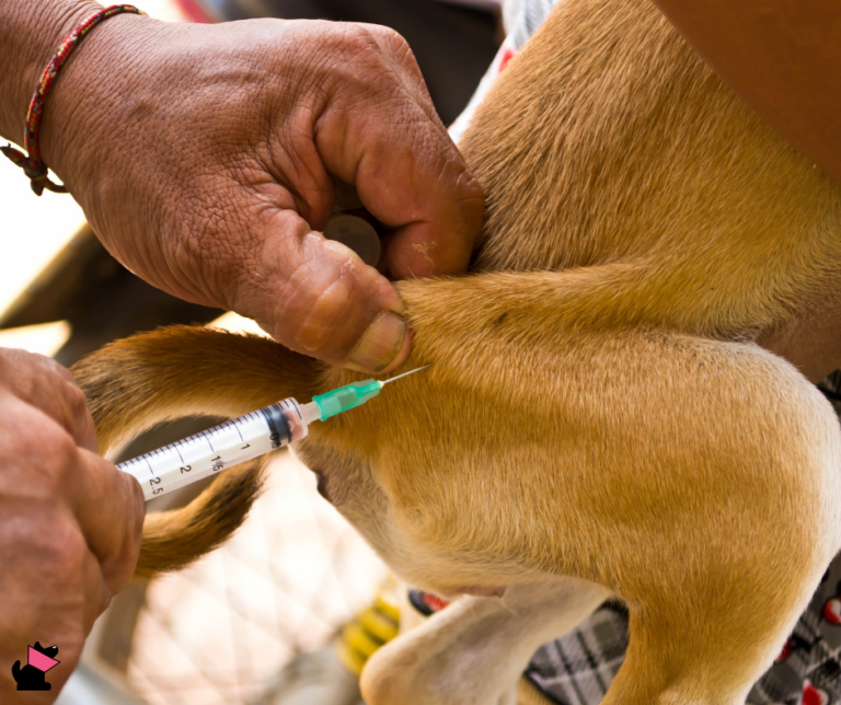 Czy można ufać szczepionkom przeciwko wściekliźnie?