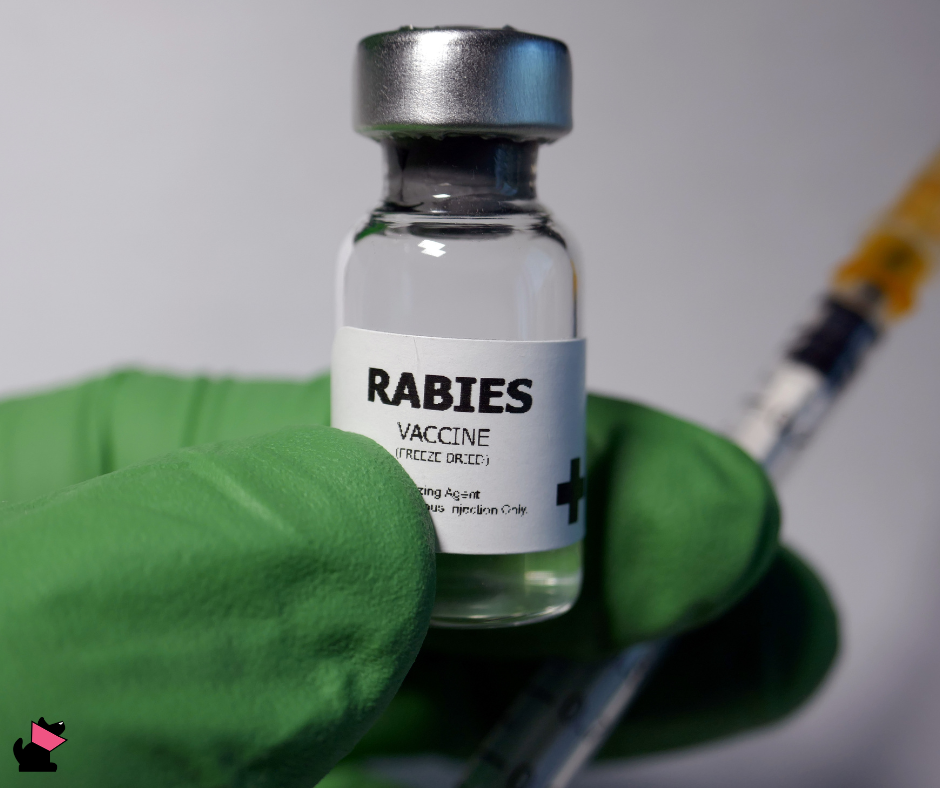 Czy można ufać szczepionkom przeciwko wściekliźnie?